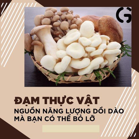 Đạm thực vật - nguồn năng lượng dồi dào mà bạn có thể bỏ lỡ