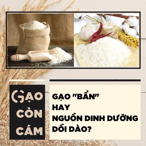 Gạo còn cám: gạo bẩn hay nguồn dinh dưỡng dồi dào