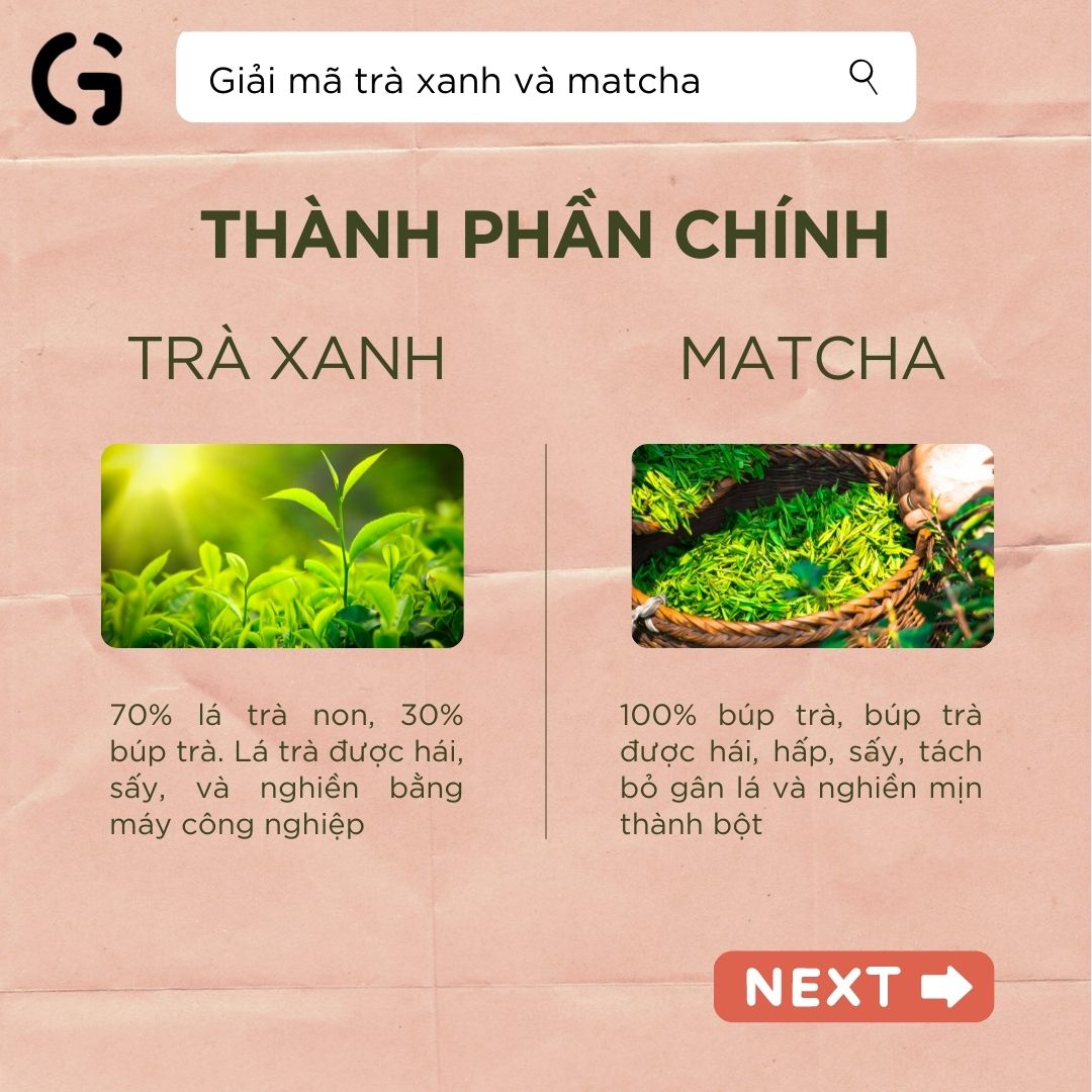 Thành phần chính của trà xanh và matcha