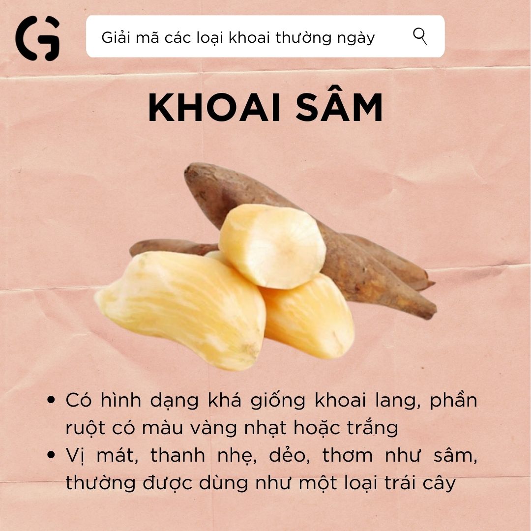 giải mã khoai sâm