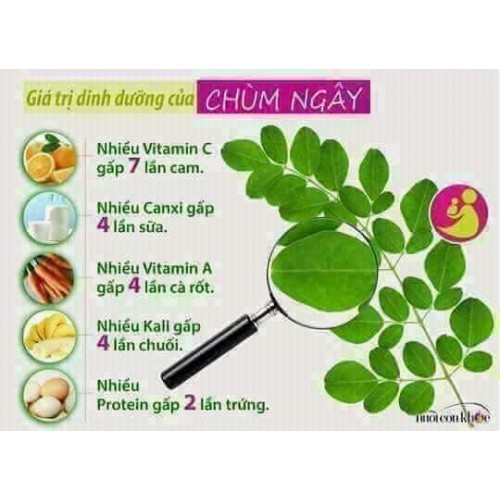 công dụng của bánh gấu chùm ngây