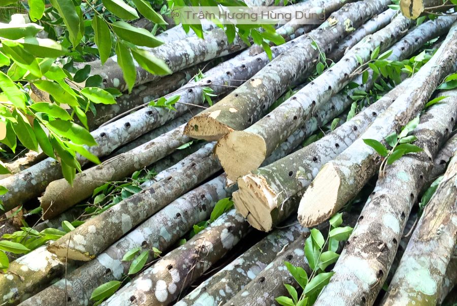 Trầm hương là gì và những công dụng đặc biệt mà ta cần biết 