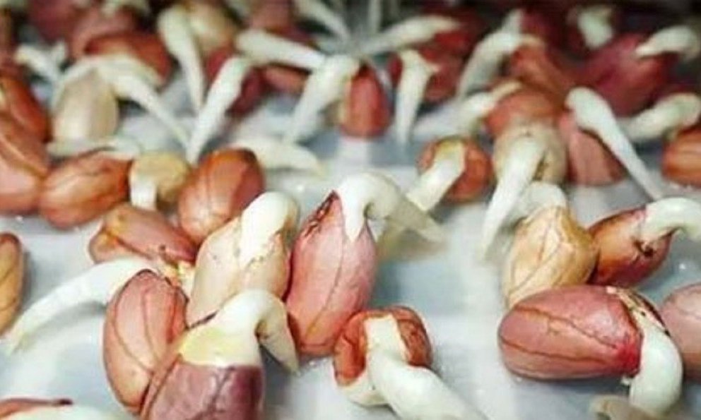 Những loại củ mọc mầm cực độc, biết mà tránh kẻo 