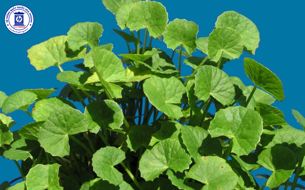 Uống Rau Má Nhiều Có Tốt Không? Lời Khuyên Từ Chuyên Gia