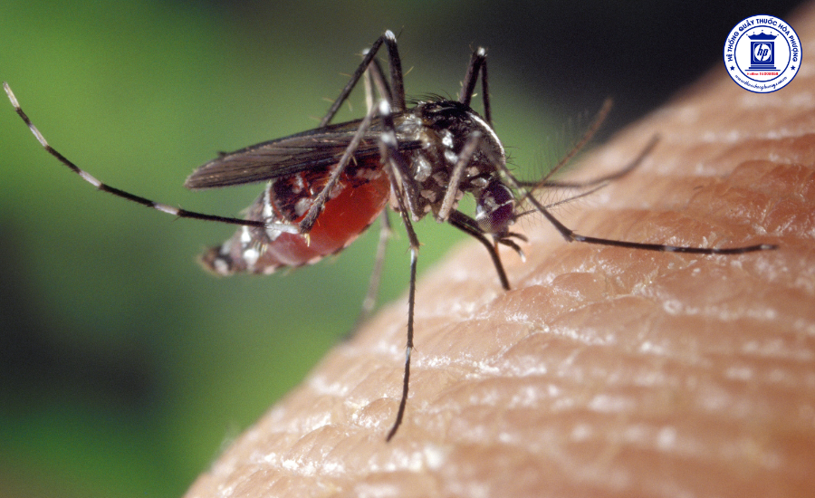 Sốt xuất huyết Dengue: Hiểu rõ để phòng tránh và điều trị hiệu quả