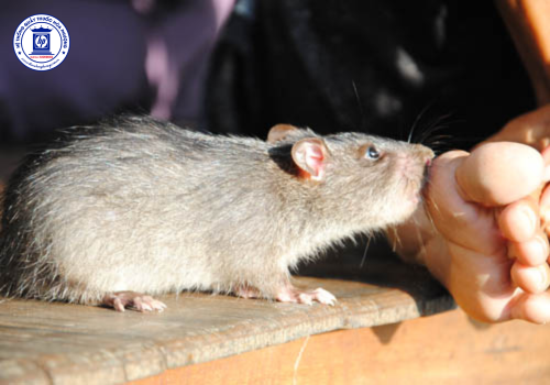 Bị Chuột Cắn Có Nên Tiêm Phòng Dại Không? Hướng Dẫn Xử Lý Vết Cắn Và Những Điều Cần Lưu Ý