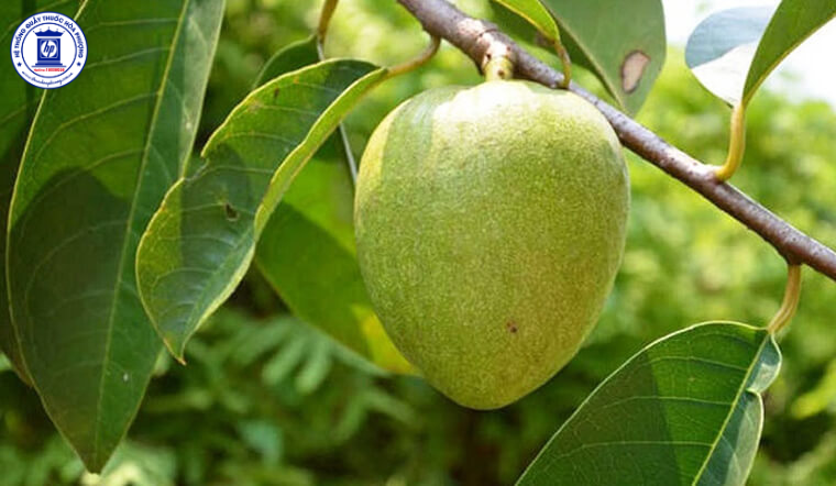 Quả Bình Bát: Công Dụng và Cách Sử Dụng Làm Dược Liệu