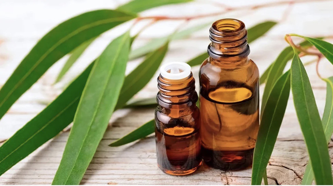 Tinh dầu khuynh diệp có tác dụng gì?