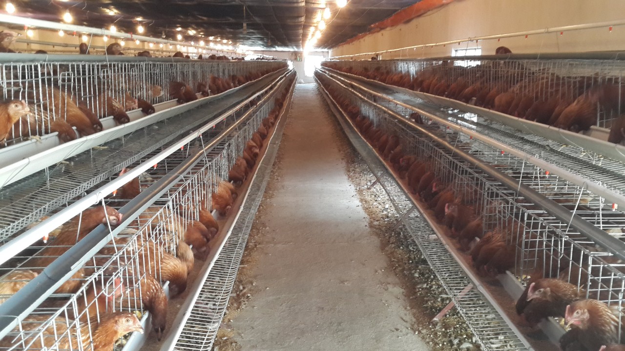 Bệnh Newcastle disease { niu- cát-xơn} _ nhận biết và cách phòng trị bệnh.