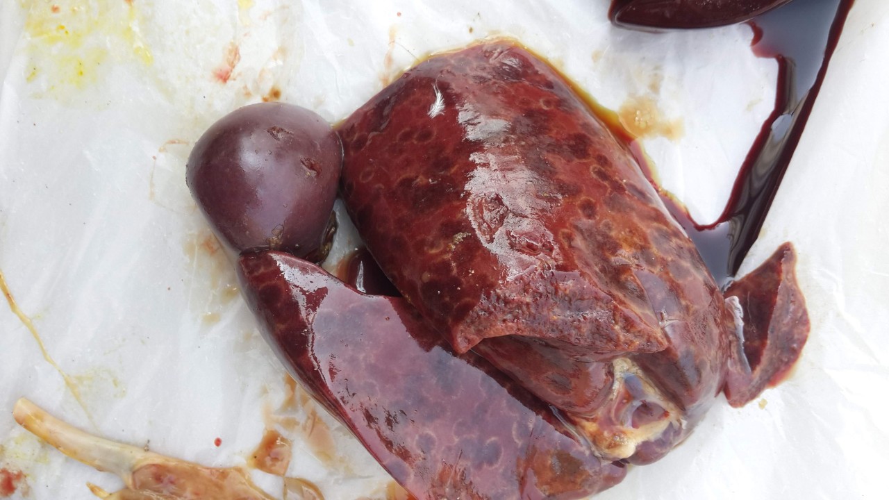 Bệnh đầu đen ở gà