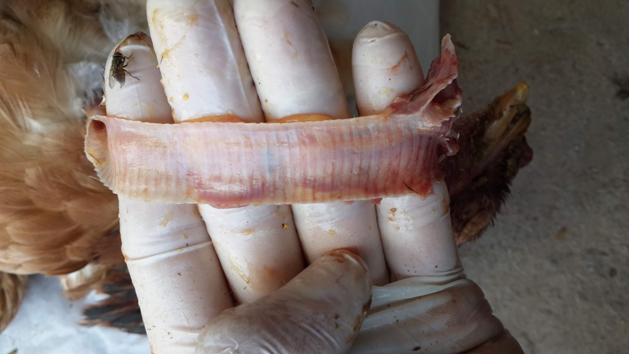 Bệnh ILT trên gà