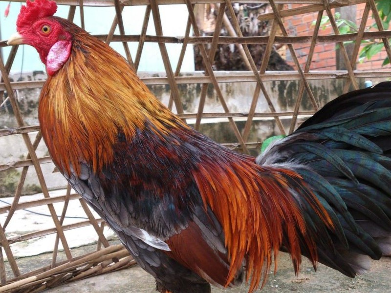 Kinh nghiệm vỗ béo gà bán tết