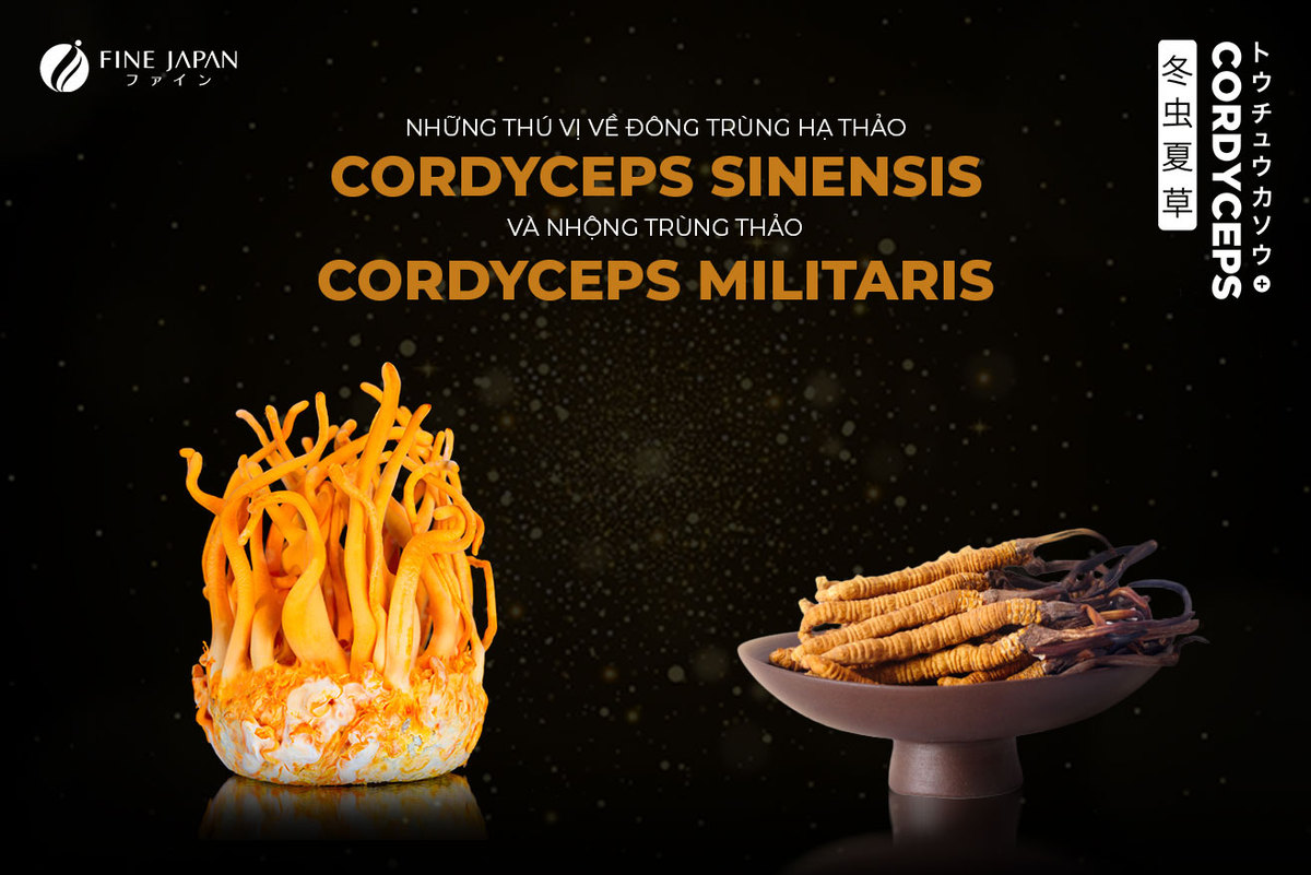 NHỮNG THÚ VỊ VỀ ĐÔNG TRÙNG HẠ THẢO CORDYCEPS SINENSIS VÀ NHỘNG TRÙNG THẢO CORDYCEPS MILITARIS NHỮNG THÚ VỊ VỀ ĐÔNG TRÙNG HẠ THẢO CORDYCEPS SINENSIS VÀ NHỘNG TRÙNG THẢO CORDYCEPS MILITARIS