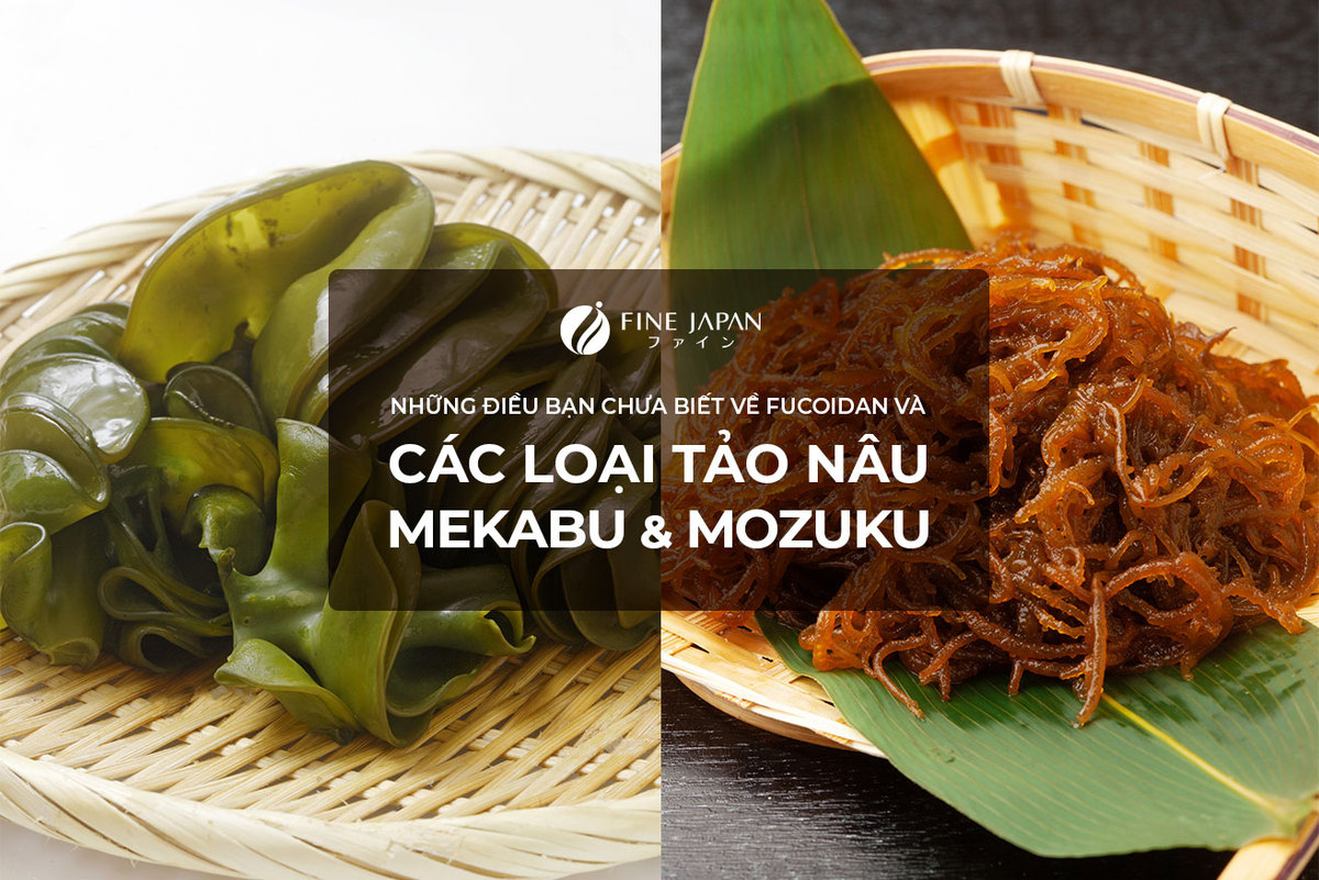 Những sự thật có thể bạn chưa biết về tảo nâu Những sự thật có thể bạn chưa biết về tảo nâu
