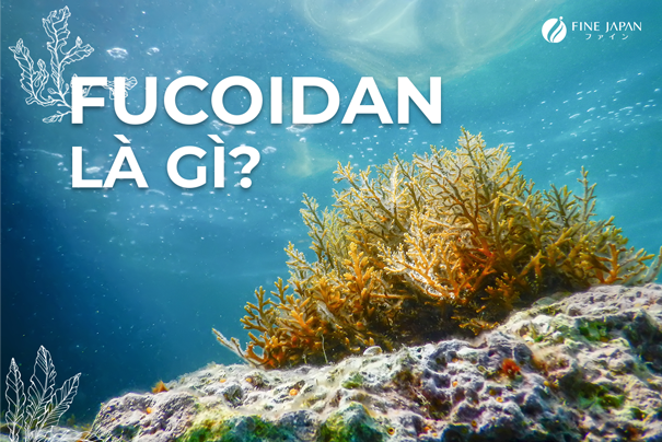Fucoidan là gì? Fucoidan là gì?