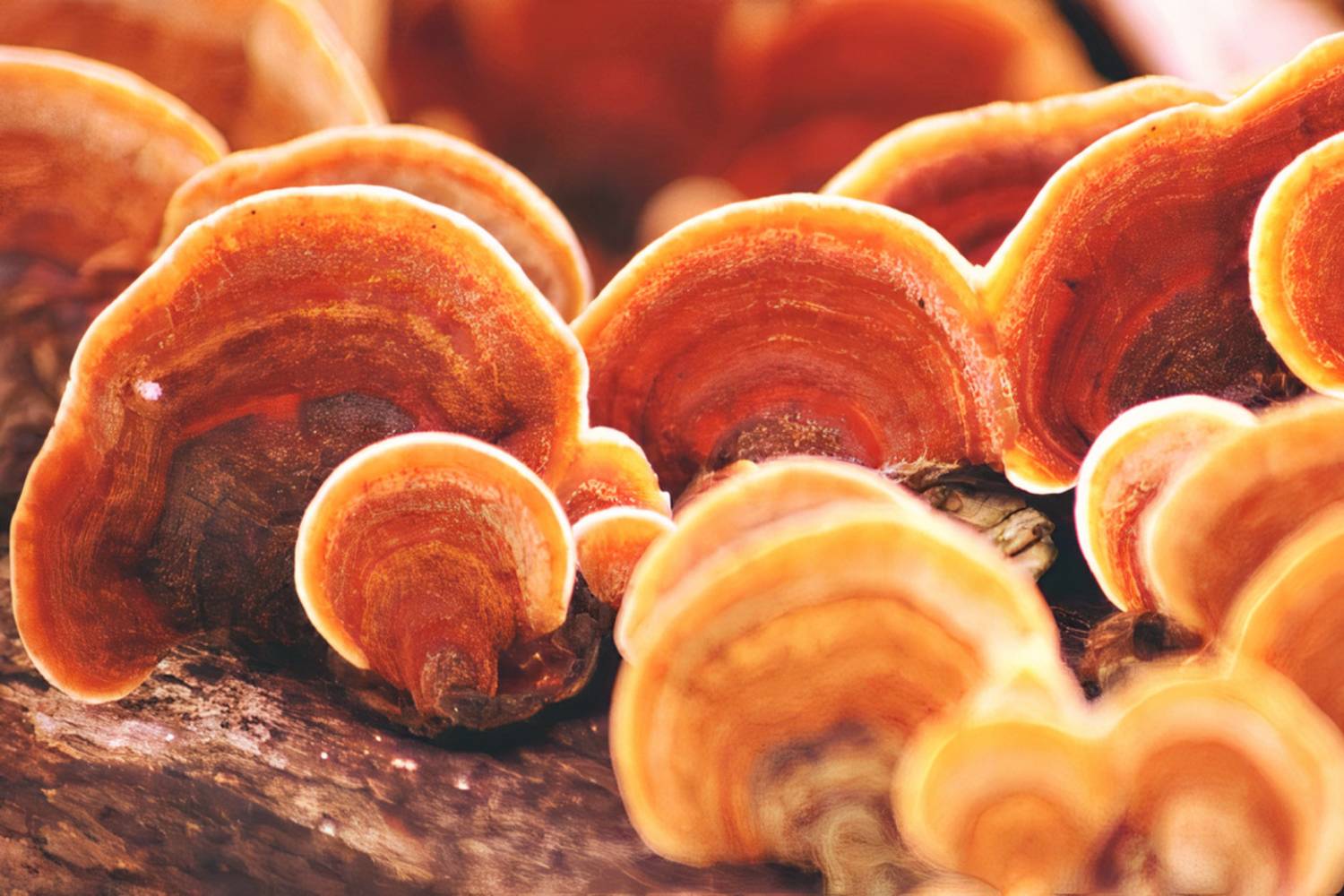 Nấm Linh Chi Đỏ - Royal Reishi, thượng phẩm hoàng gia. Nấm Linh Chi Đỏ - Royal Reishi, thượng phẩm hoàng gia.