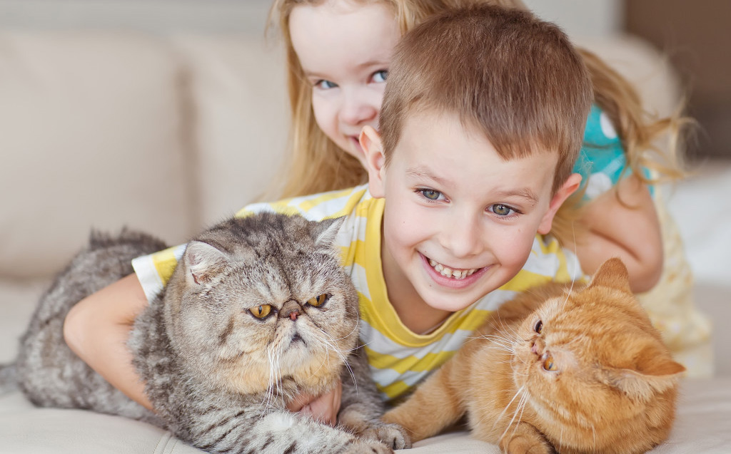 Top 5 giống mèo thân thiện với trẻ em