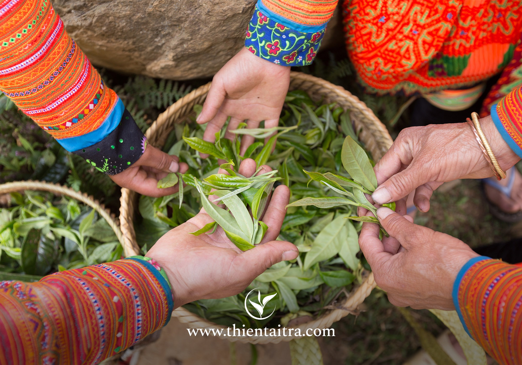 Trà shan tuyết cổ thụ - thức uống ưa thích của người Sành trà