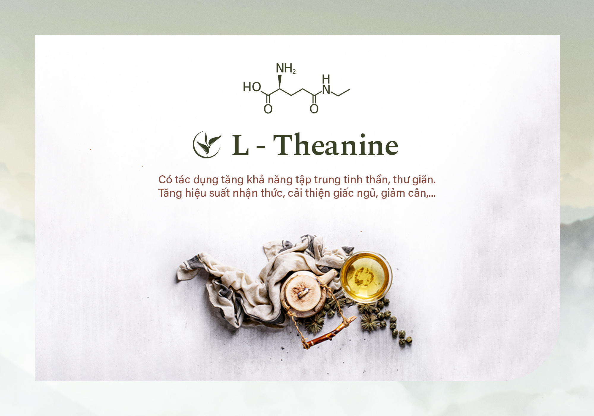 L-theanine là gì? L-theanine - hương vị của tách trà ngon