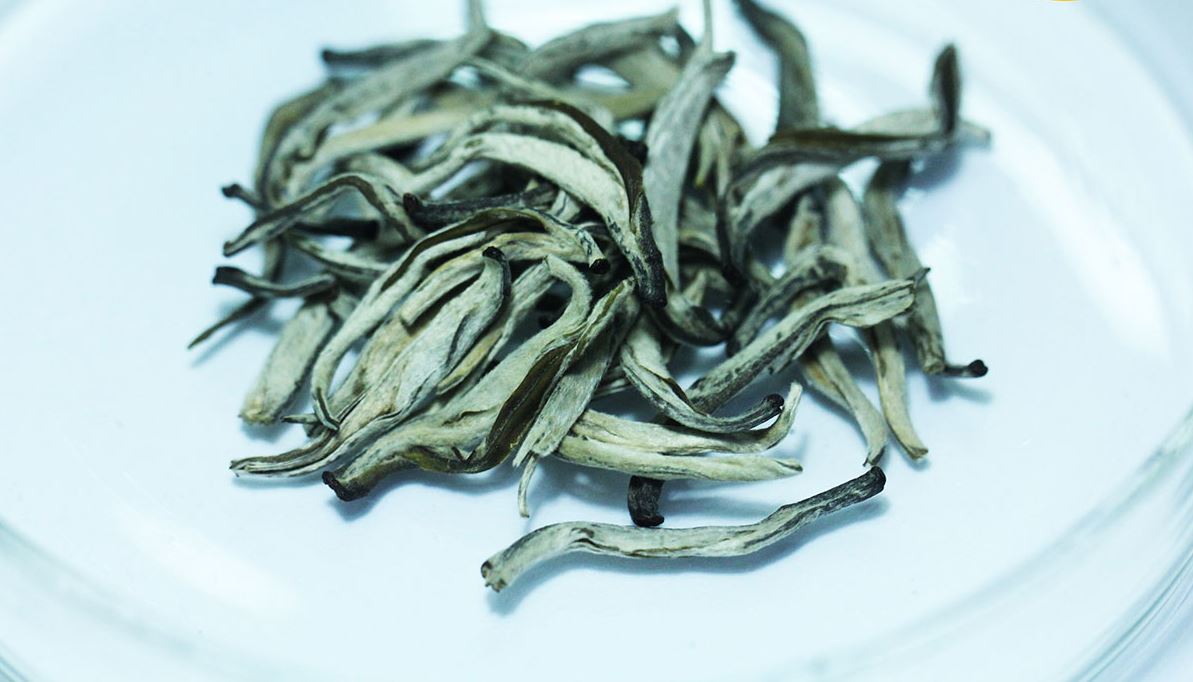 Giới thiệu về Trà Shan Tuyết Cổ Thụ - Tây Côn Lĩnh, Hà Giang?