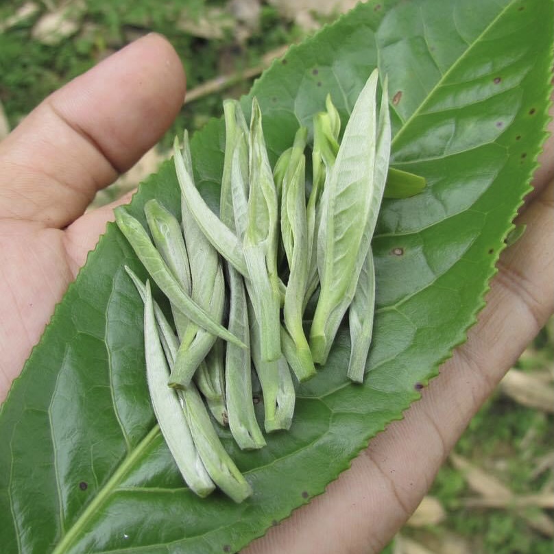 Bạch Trà Shan Tuyết Cổ Thụ Túi 200g