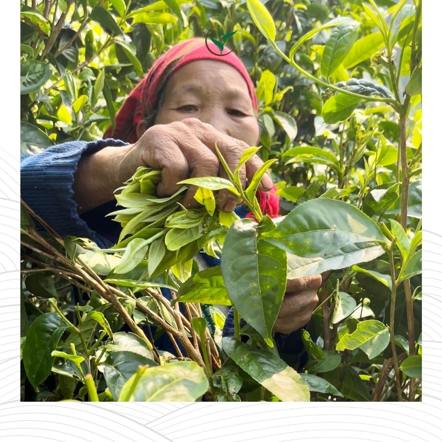 Bạch Trà Shan Tuyết Cổ Thụ Túi 200g