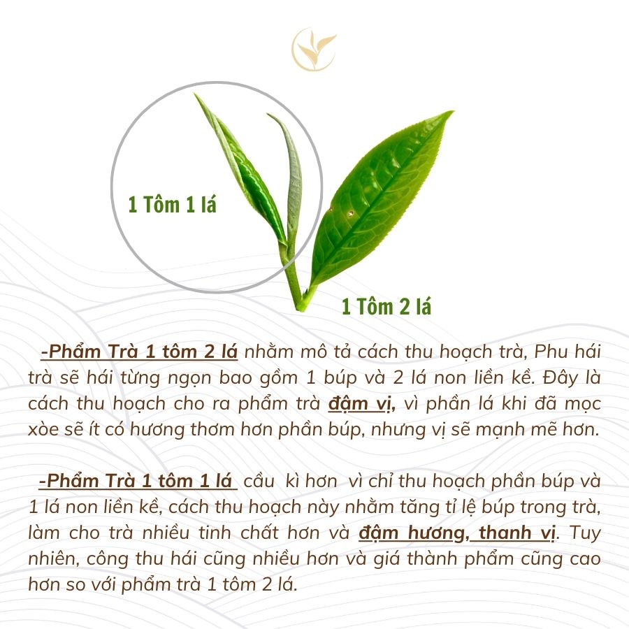 Hoàng Trà Shan Tuyết Cổ Thụ (Phổ Nhĩ Sống Rời) Túi 200g