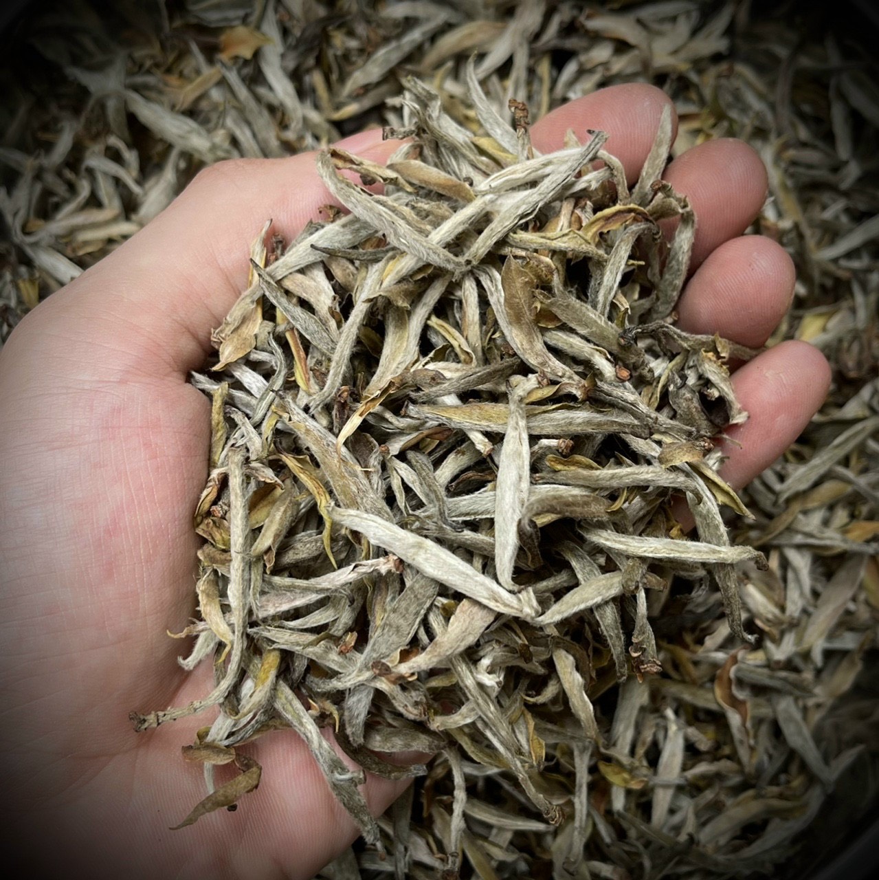 Bạch Trà Tiên Cổ Thụ Túi 200g