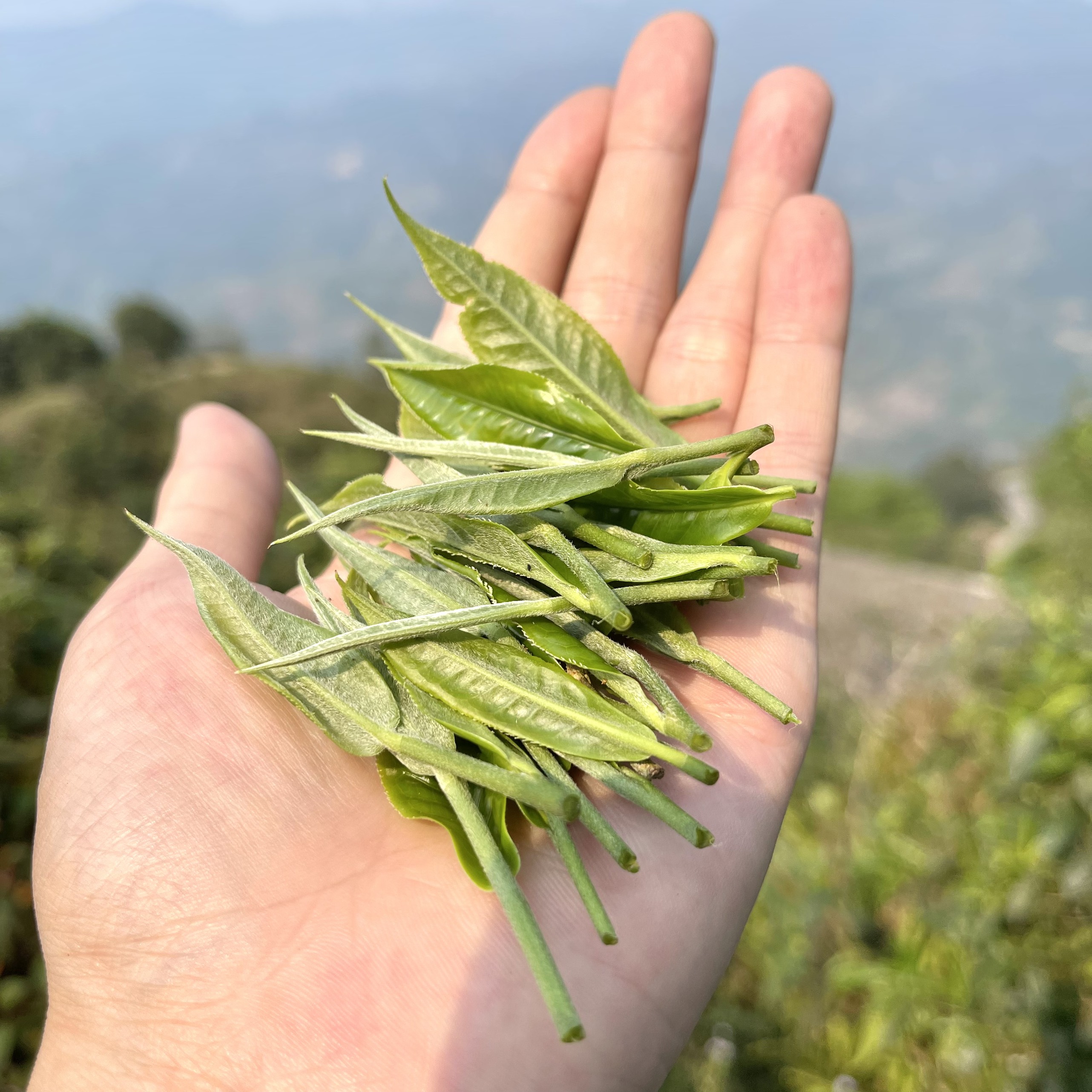 Hoàng Trà Shan Tuyết Cổ Thụ (Phổ Nhĩ Sống Rời) Túi 200g