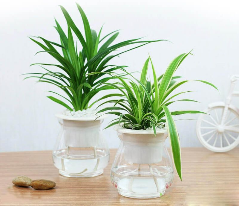 Cây dây nhện