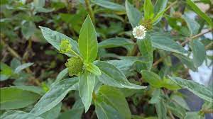 Tác Dụng Chữa Bệnh Tuyệt Vời Của Cỏ Mực: Bí Quyết Từ Thiên Nhiên