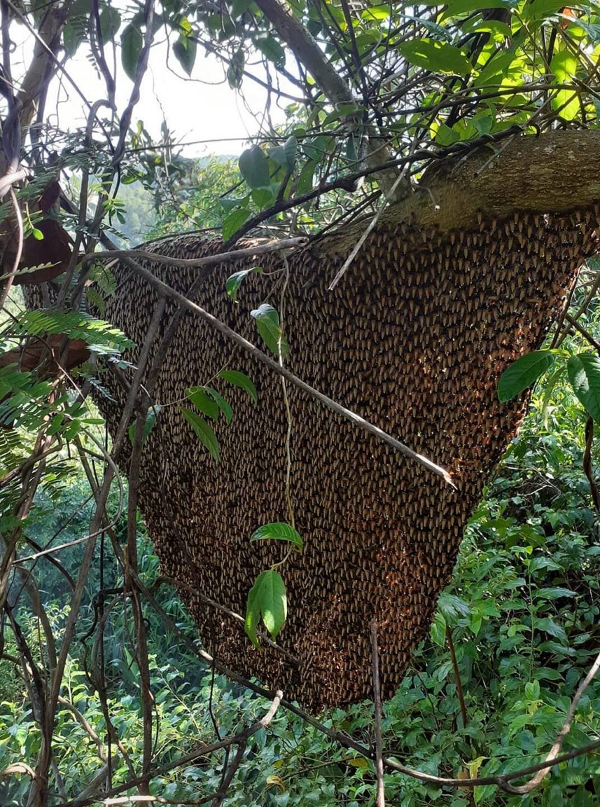 MẬT ONG HOA RỪNG (1LÍT)