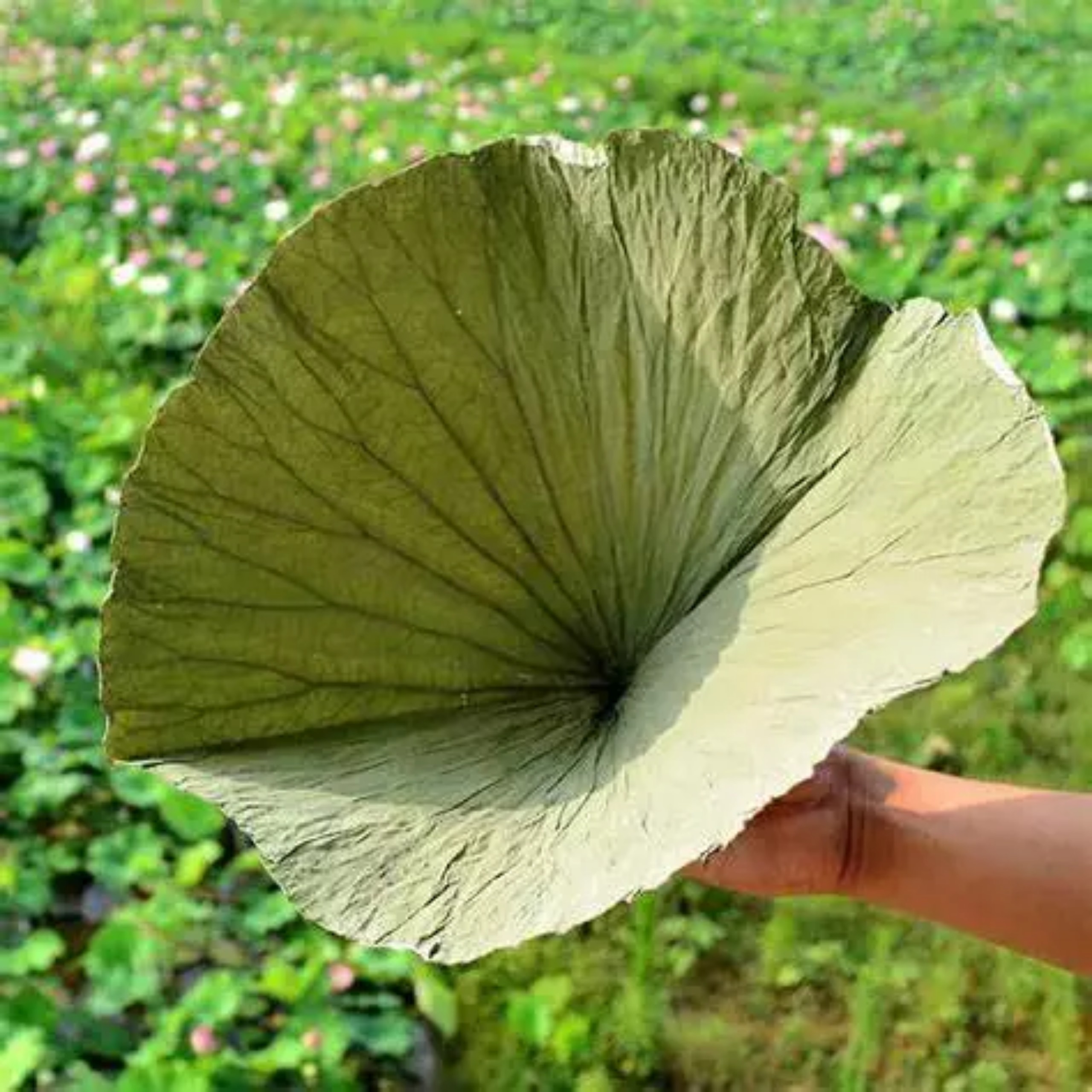 TRÀ ỔI GIẢM CÂN