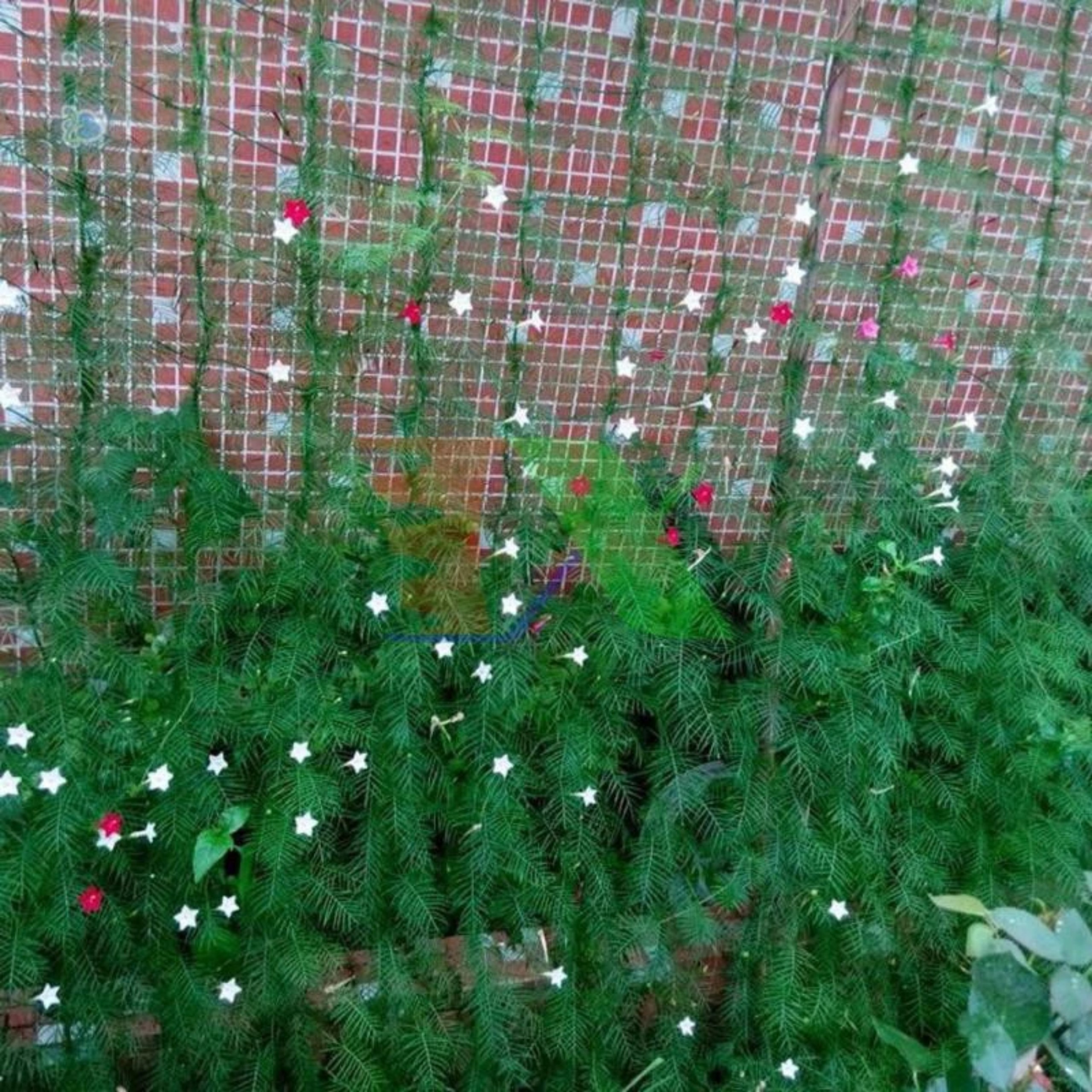 LƯỚI LÀM GIÀN LEO