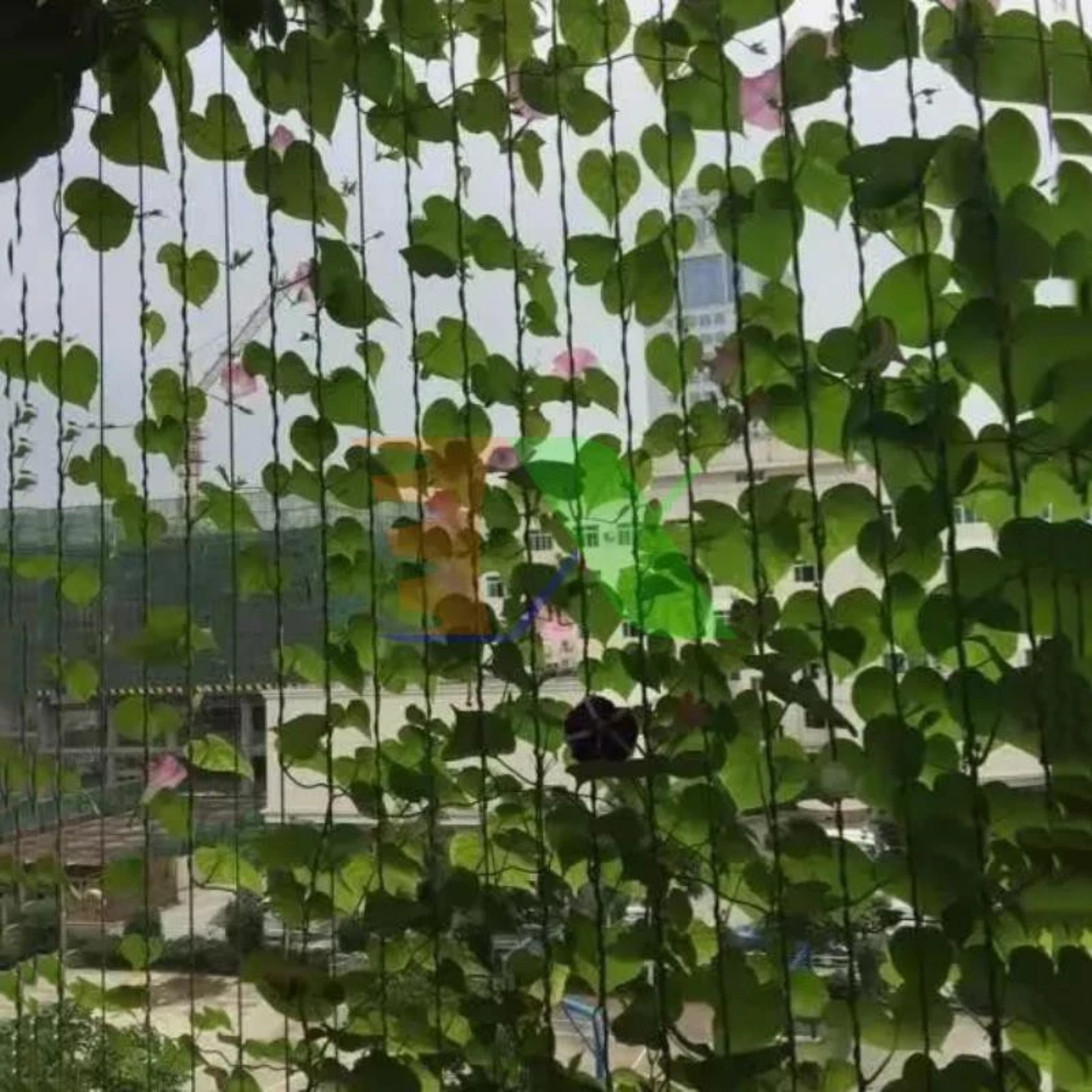 LƯỚI LÀM GIÀN LEO