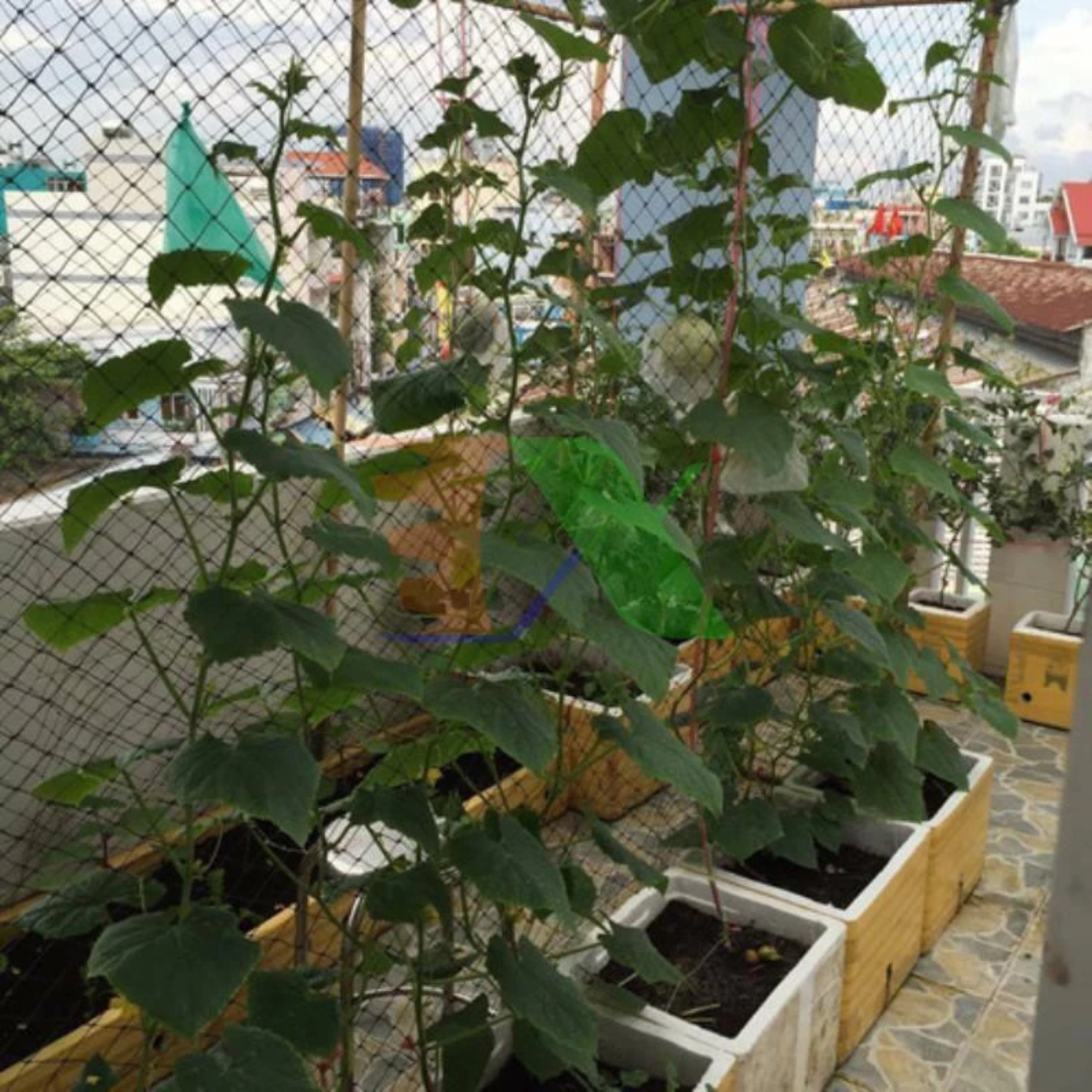 LƯỚI LÀM GIÀN LEO