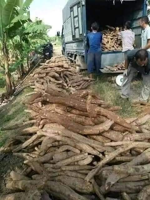 COMBO 2 BỘT SẮN DÂY HŨ 500 GR