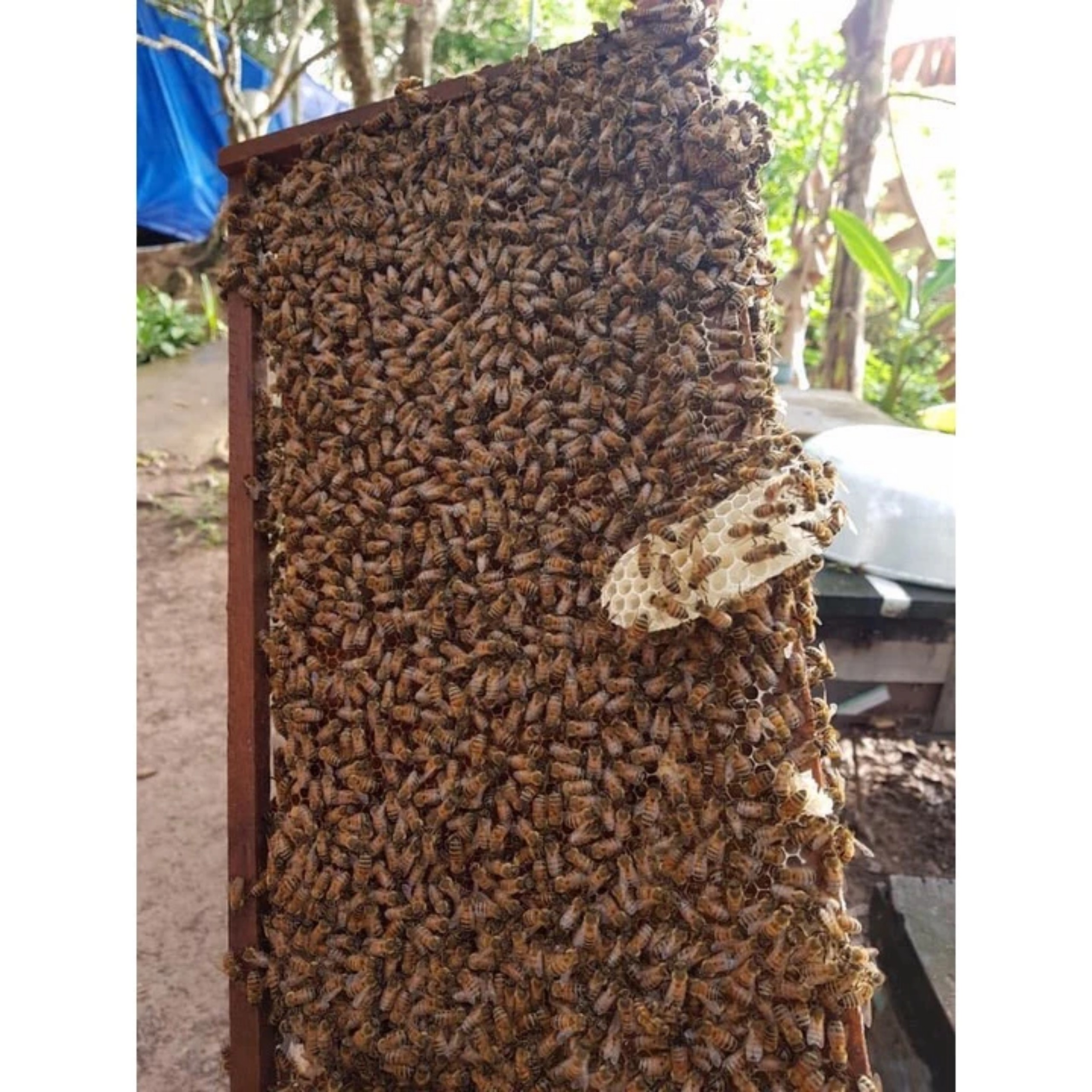 MẬT ONG HOA CÀ PHÊ 1 LÍT