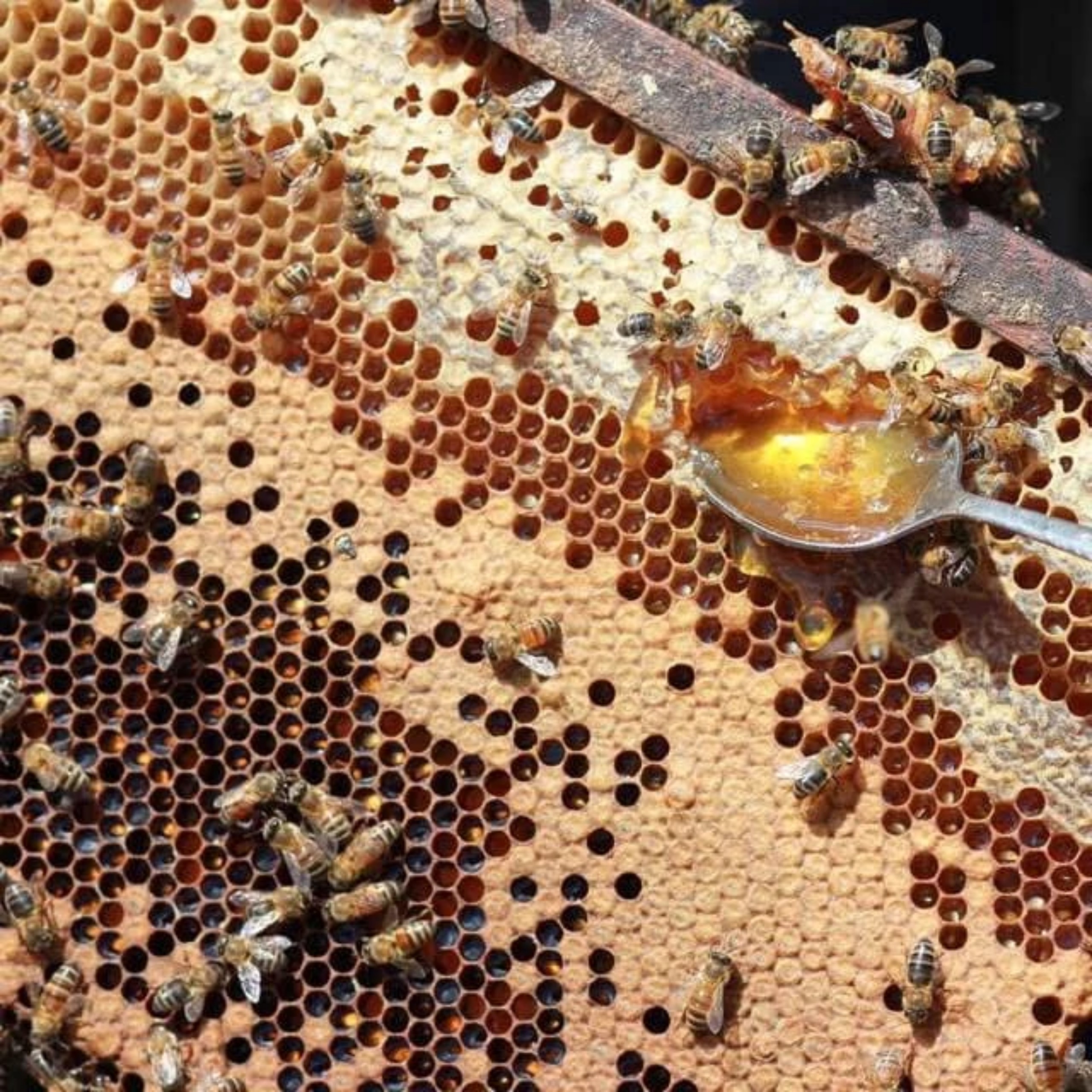 MẬT ONG HOA CÀ PHÊ 1 LÍT