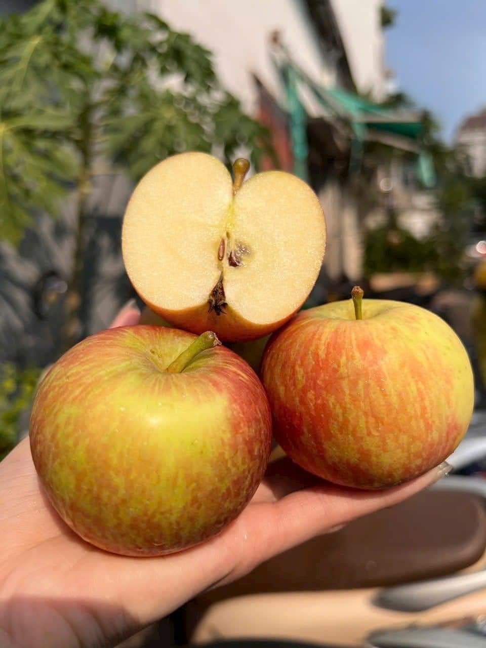 TÁO FUJI NAM PHI KROMCO 1KG