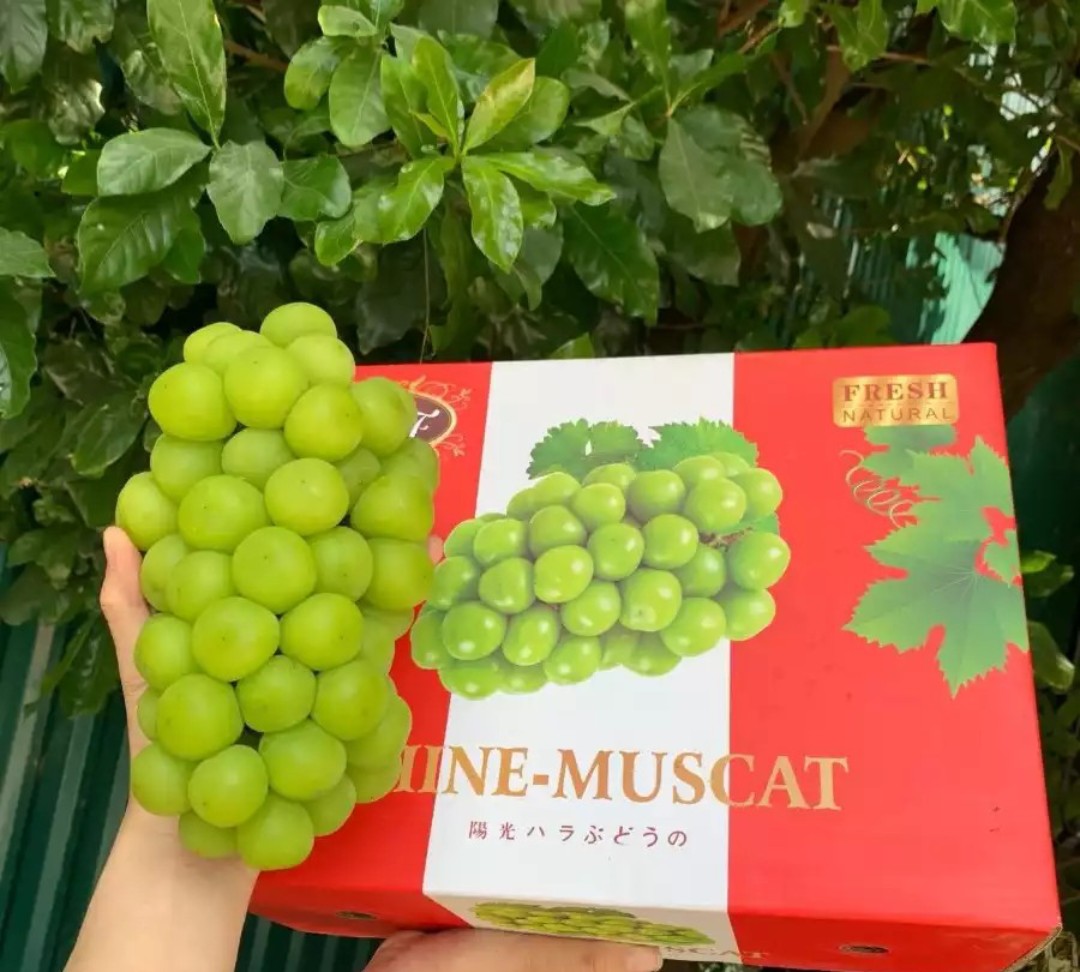 HỘP 2 CHÙM NHO MẪU ĐƠN