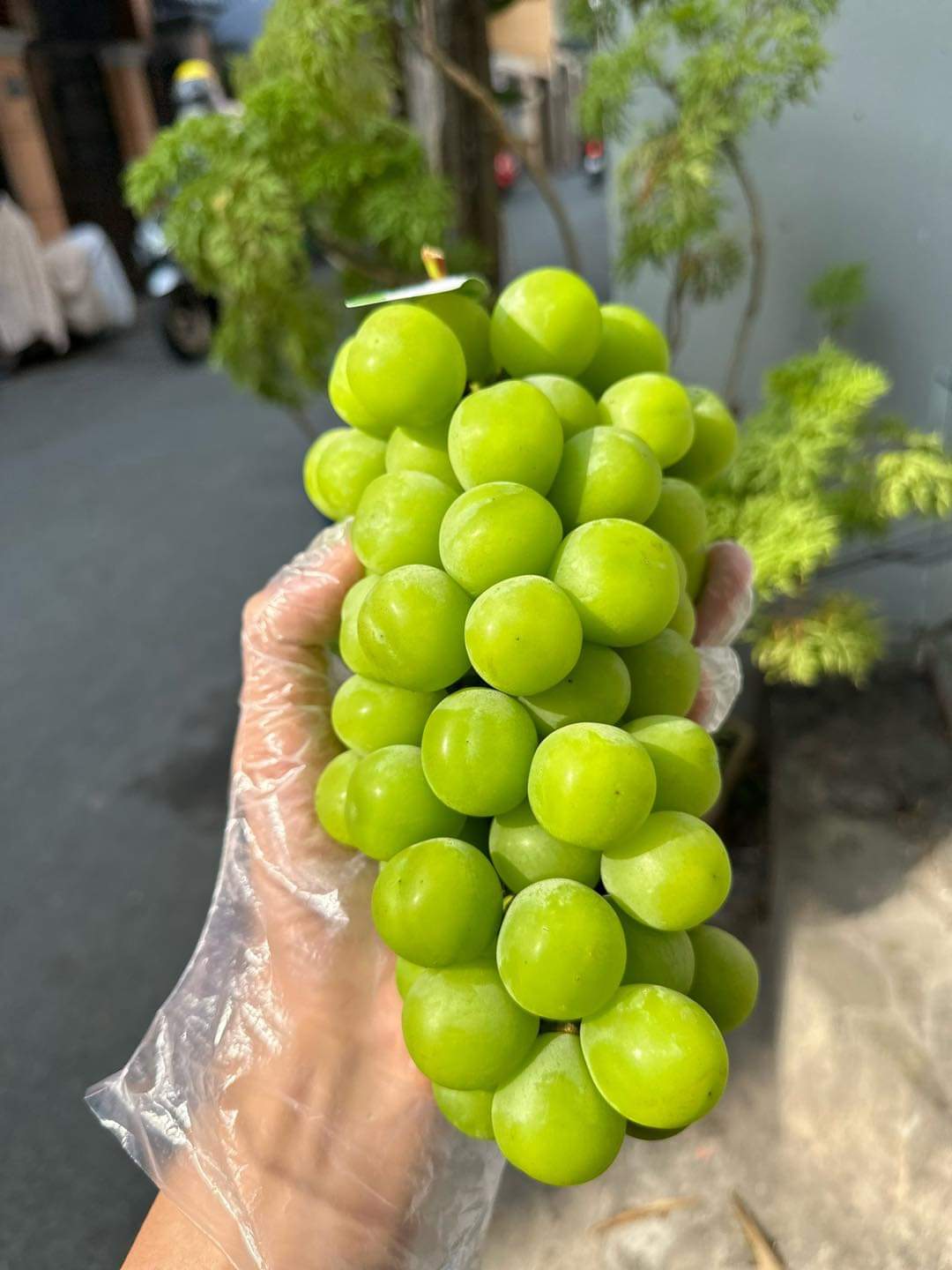 HỘP 2 CHÙM NHO MẪU ĐƠN