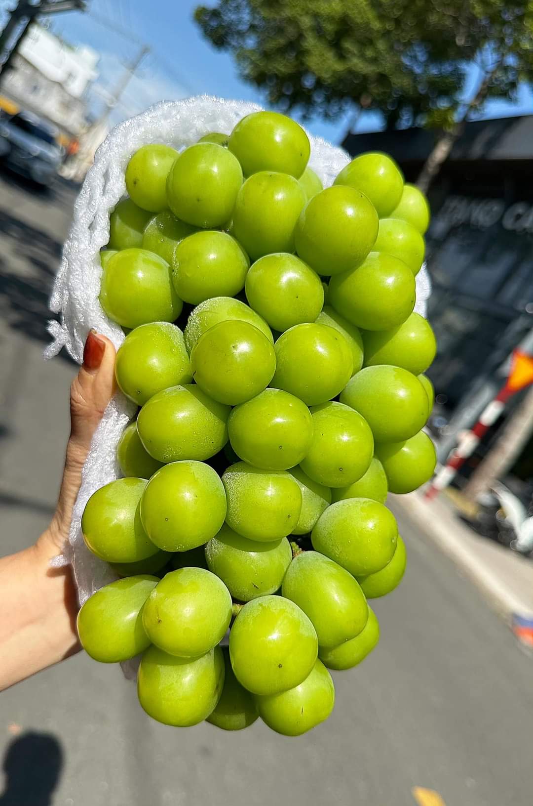 HỘP 2 CHÙM NHO MẪU ĐƠN