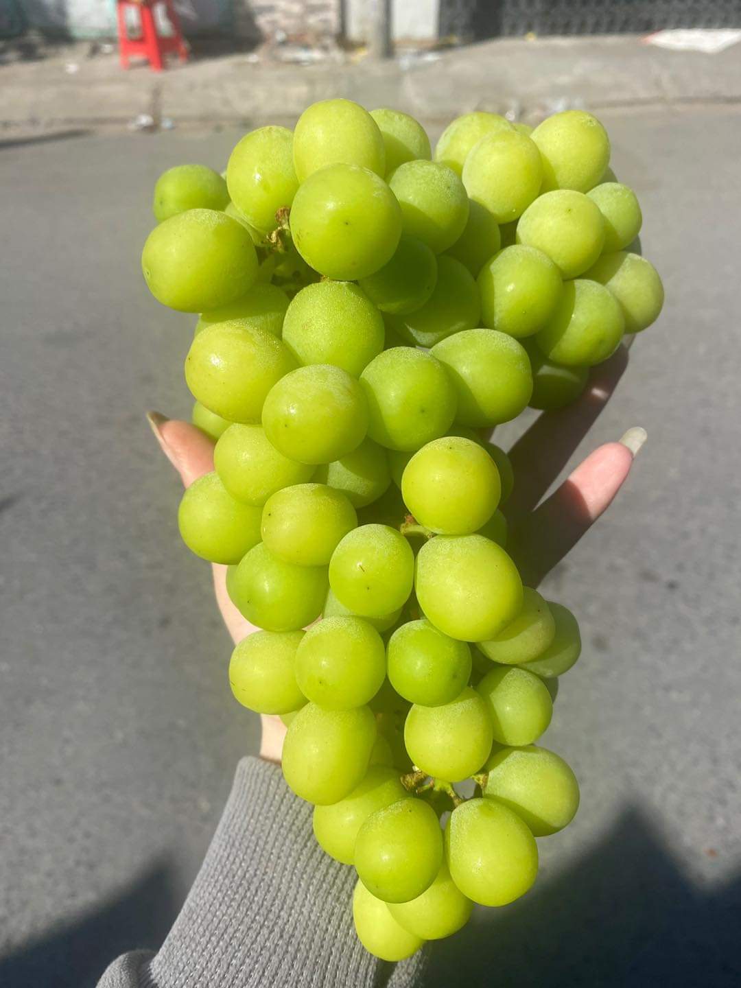 HỘP 2 CHÙM NHO MẪU ĐƠN