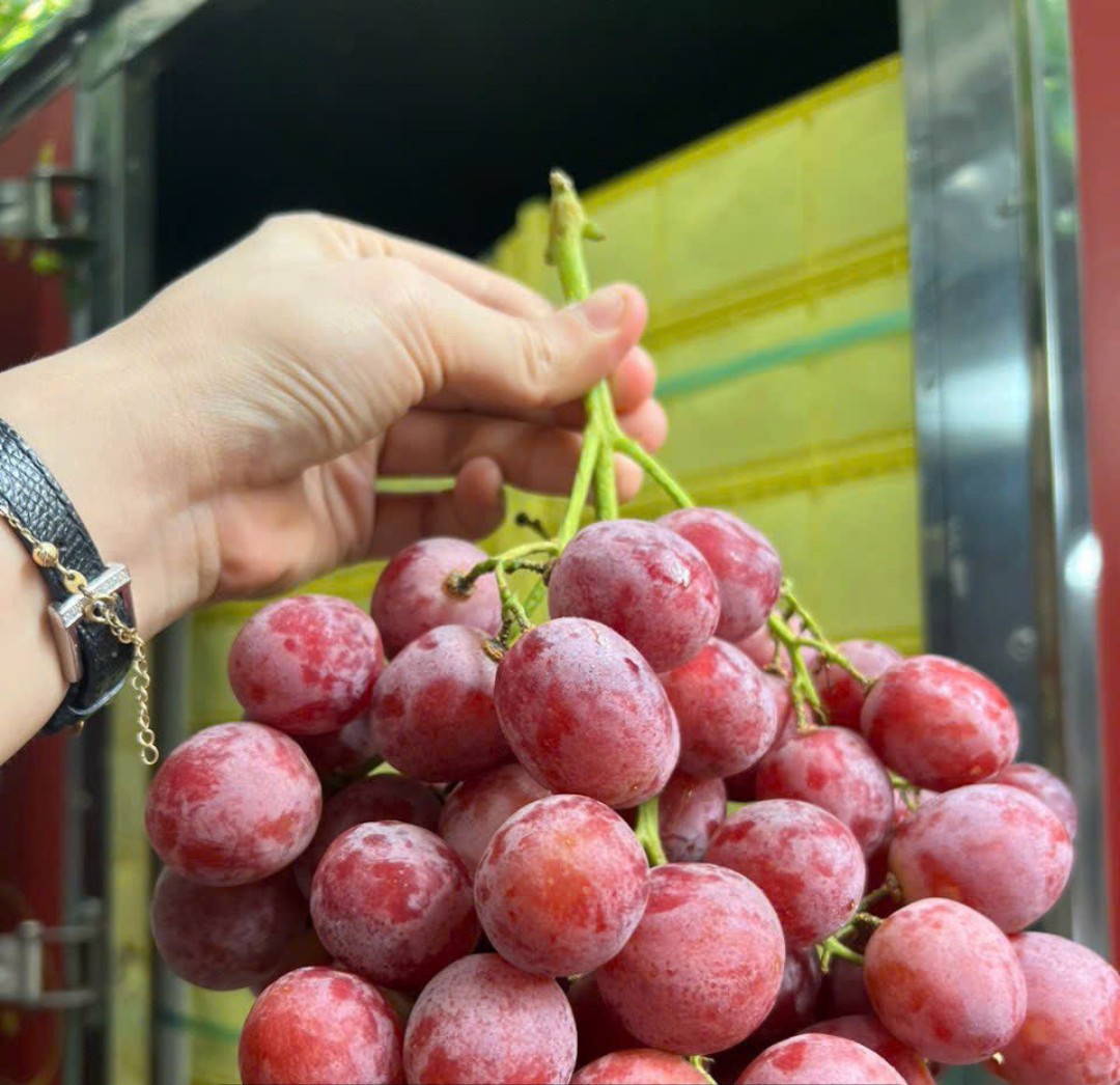 NHO ĐỎ RỔ VÀNG XL 1KG