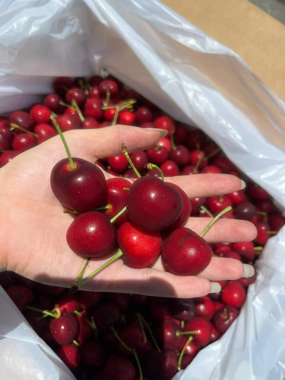 CHERRY MỸ1KG