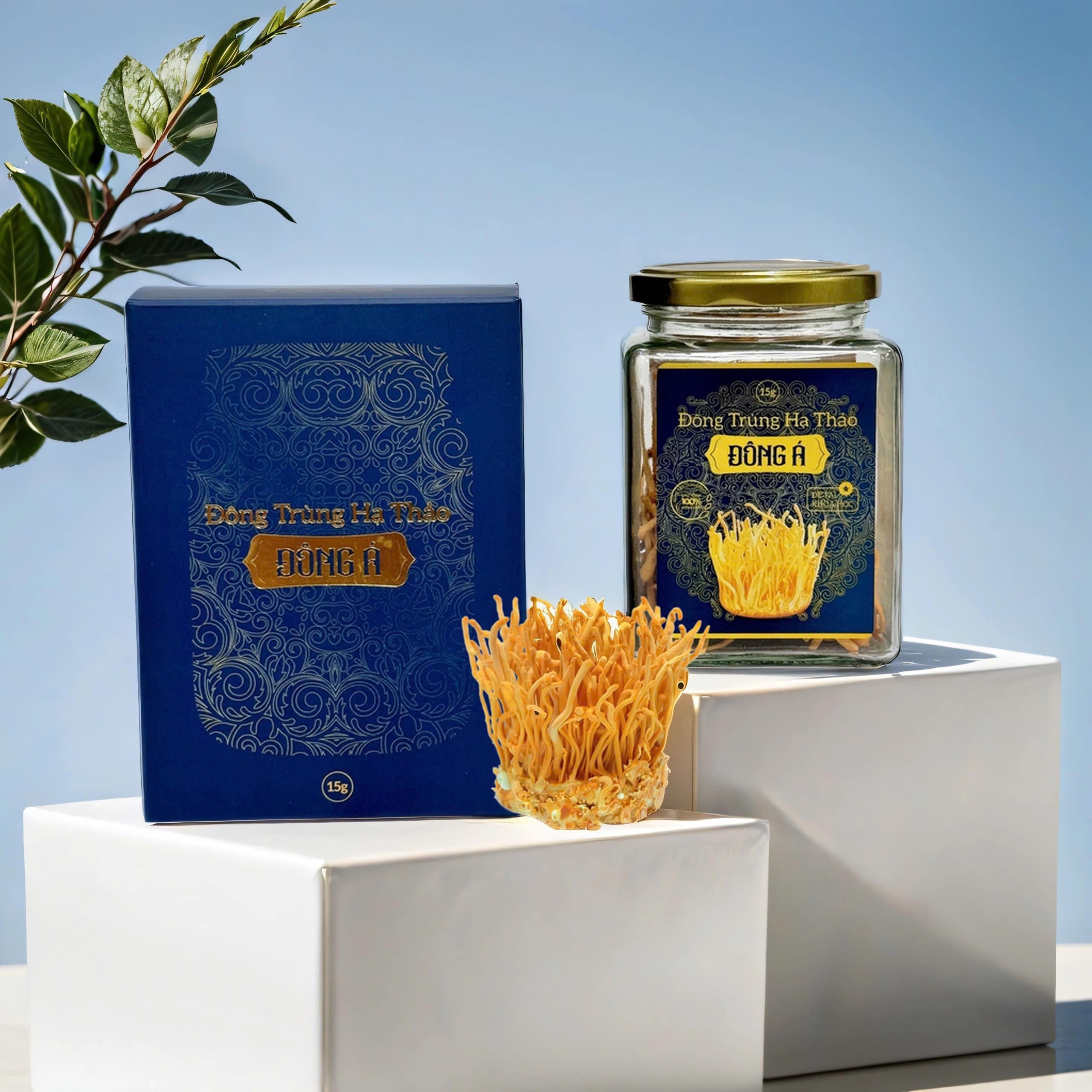 ĐÔNG TRÙNG HẠ THẢO ĐÔNG Á