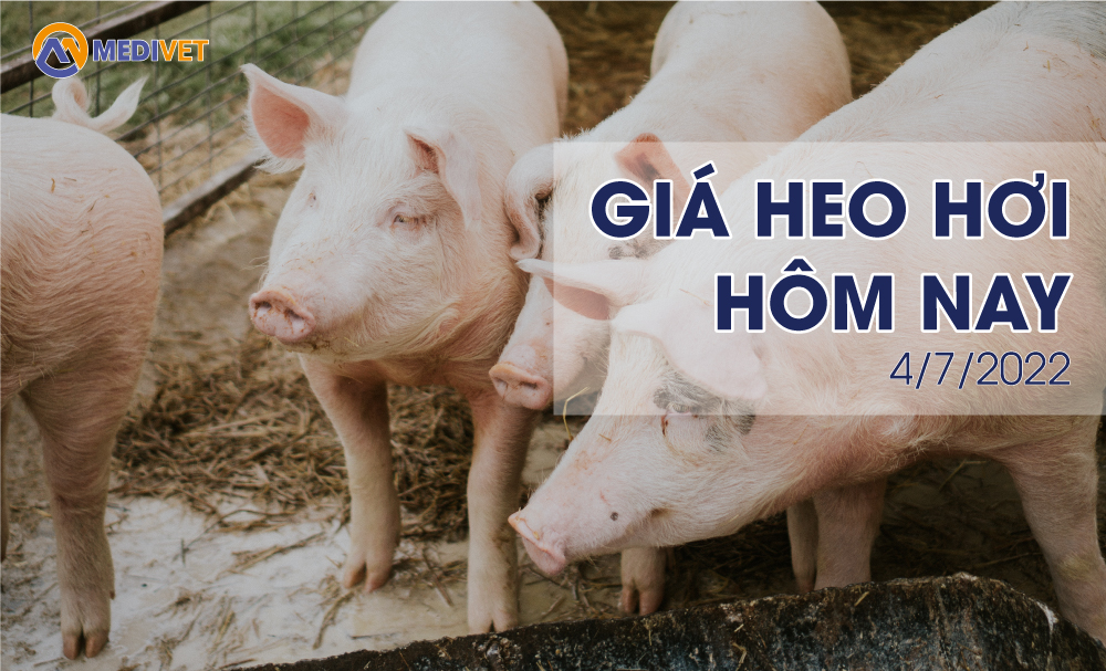 GIÁ HEO HƠI HÔM NAY 4/7/2022 GIÁ HEO HƠI HÔM NAY 4/7/2022