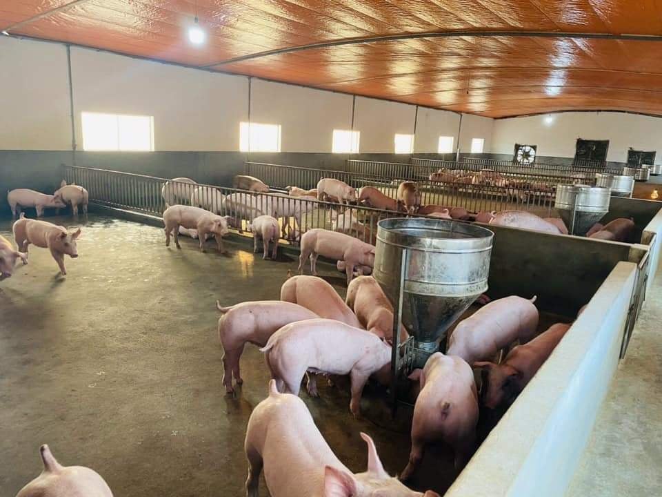 Giá heo hơi ngày 1/10/2021: Tiếp tục giảm 1.000 - 3.000 đồng/kg Giá heo hơi ngày 1/10/2021: Tiếp tục giảm 1.000 - 3.000 đồng/kg