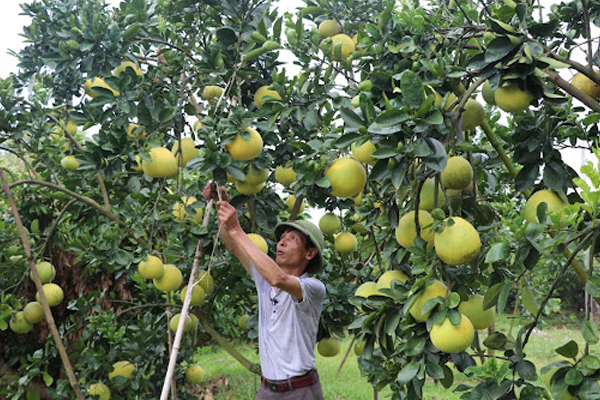 BIỆN PHÁP HẠN CHẾ RỤNG QUẢ NON TRÊN CÂY ĂN QUẢ CÓ MÚI